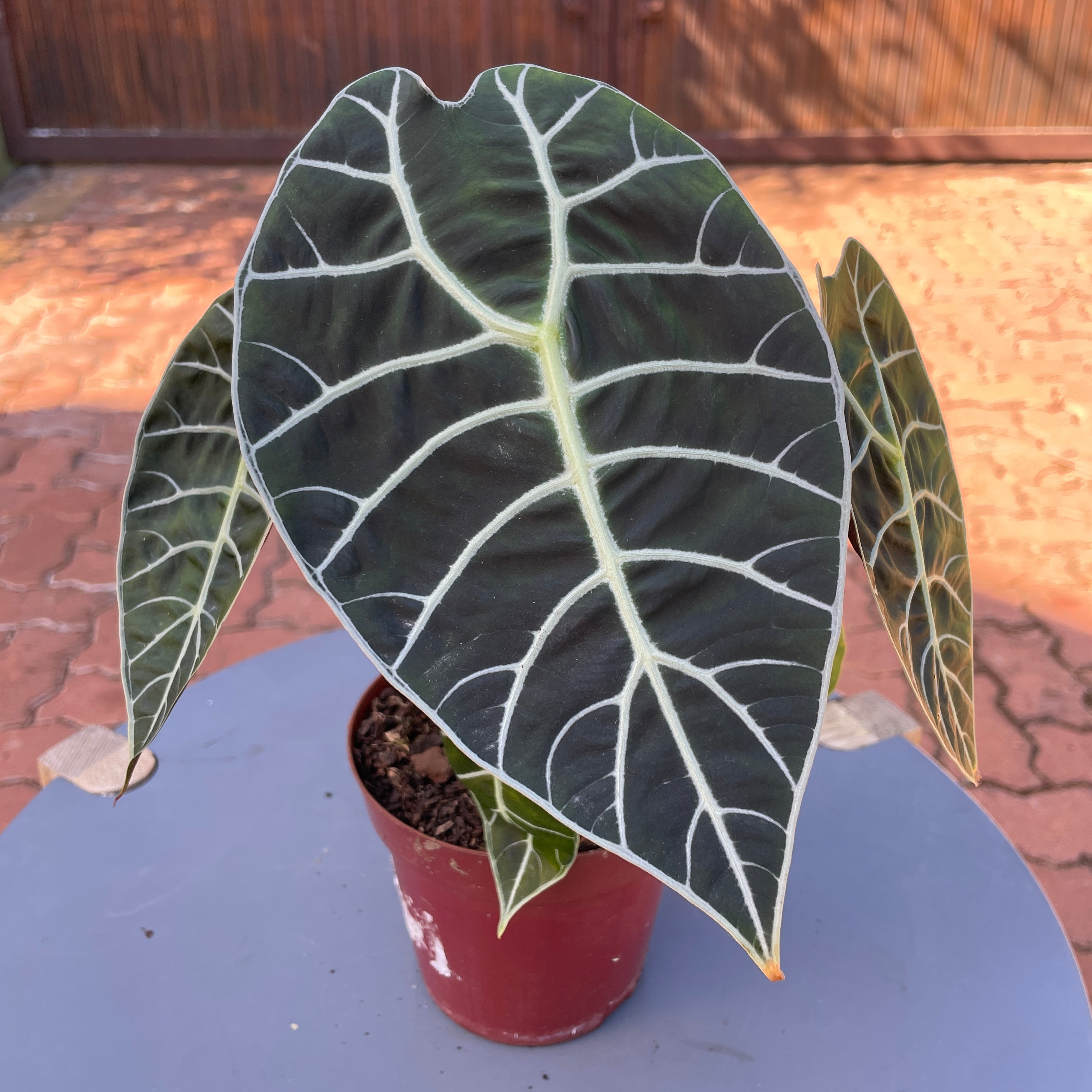 Baby Boy Firstcry Footwear Buy Im Baby Boys And Girls Baby Shoes